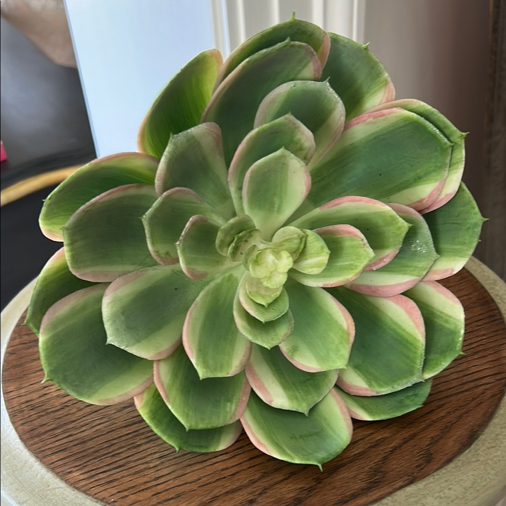 NWT K&K Green and Pink 8” Faux Succulent Accent